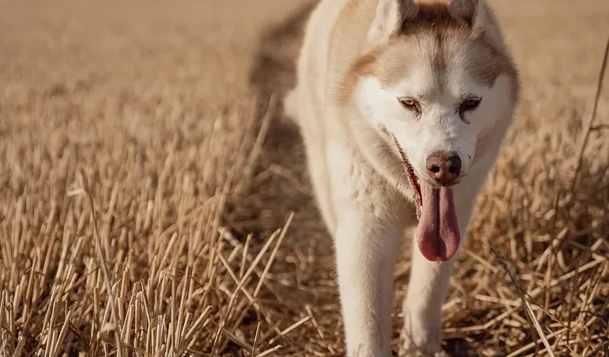 Tratamento Caseiro para Vermes em Cães: Guia Completo