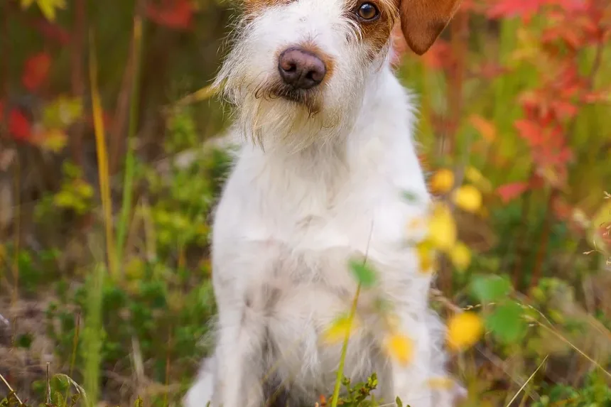 Tratamento Caseiro para Vermes em Cães: Guia Completo