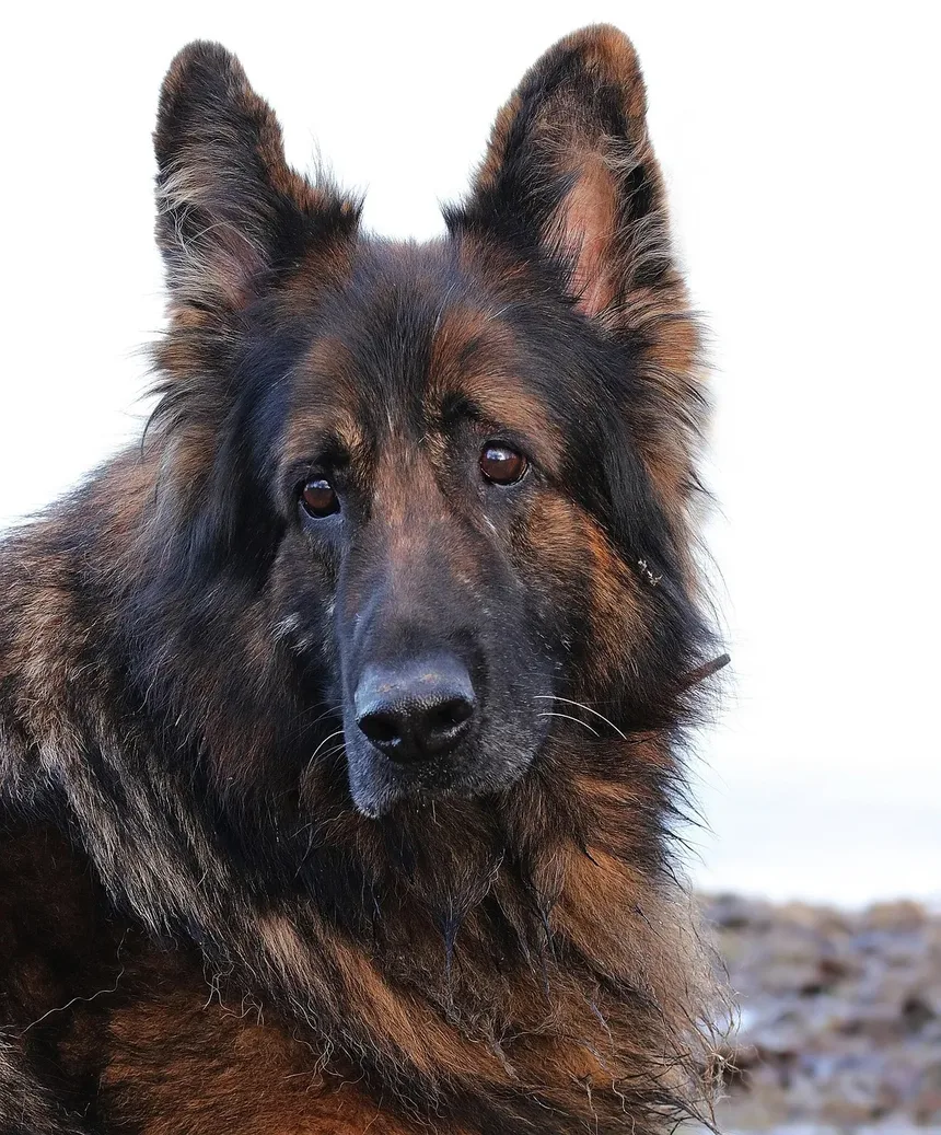 Problemas de Comportamento em Cães e Soluções: Compreendendo e Abordando Questões Comuns