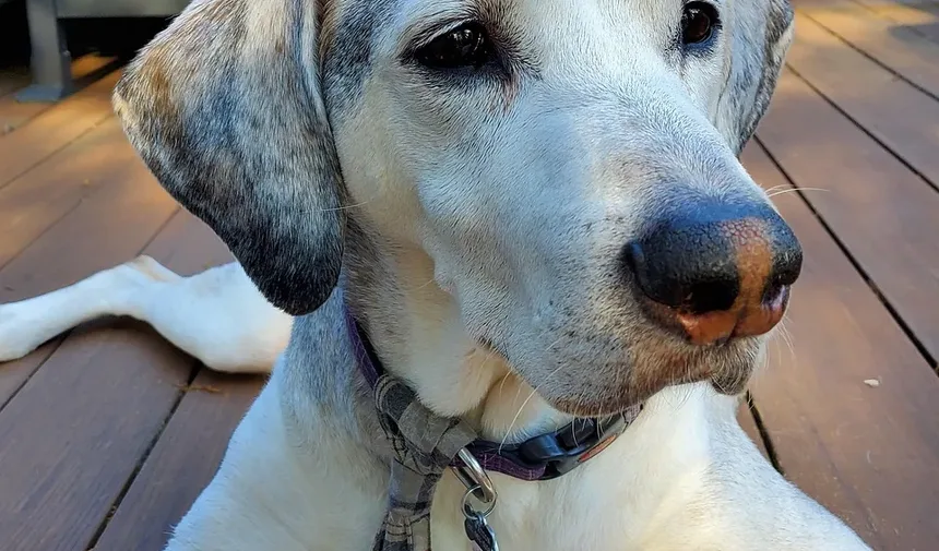 Problemas de Comportamento em Cães e Soluções: Compreendendo e Abordando Questões Comuns