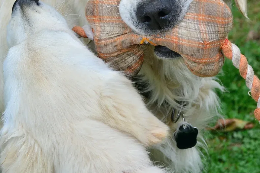 Problemas de Comportamento em Cães e Soluções: Compreendendo e Abordando Questões Comuns