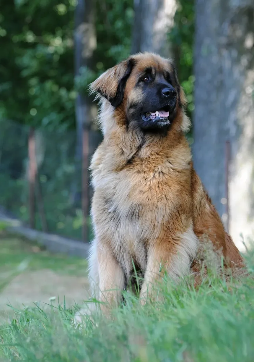 Métodos de Prevenção de Carrapatos em Cães: Guia Completo para Donos de Pets