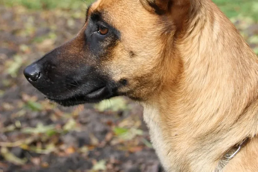 Métodos de Prevenção de Carrapatos em Cães: Guia Completo para Donos de Pets