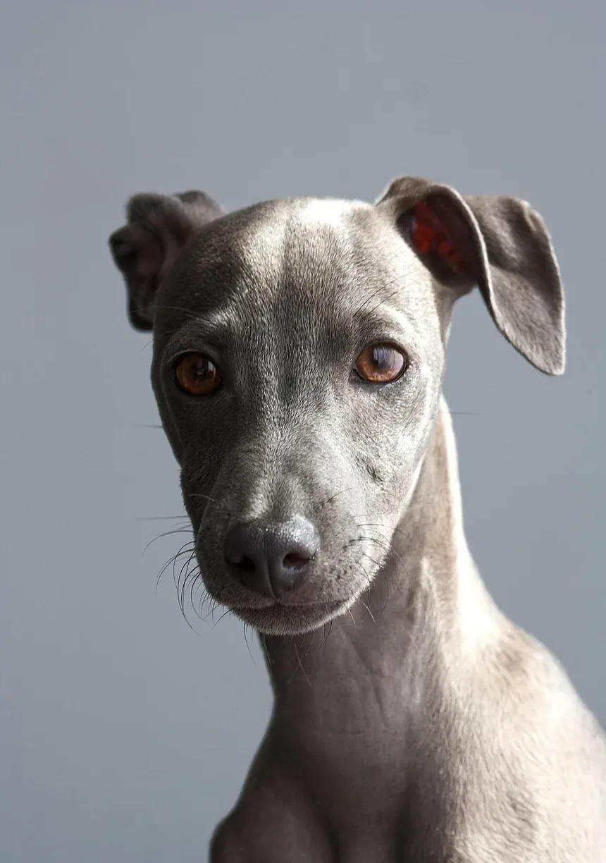 Problemas de Saúde em Cães Idosos: Compreendendo e Gerenciando Preocupações Comuns
