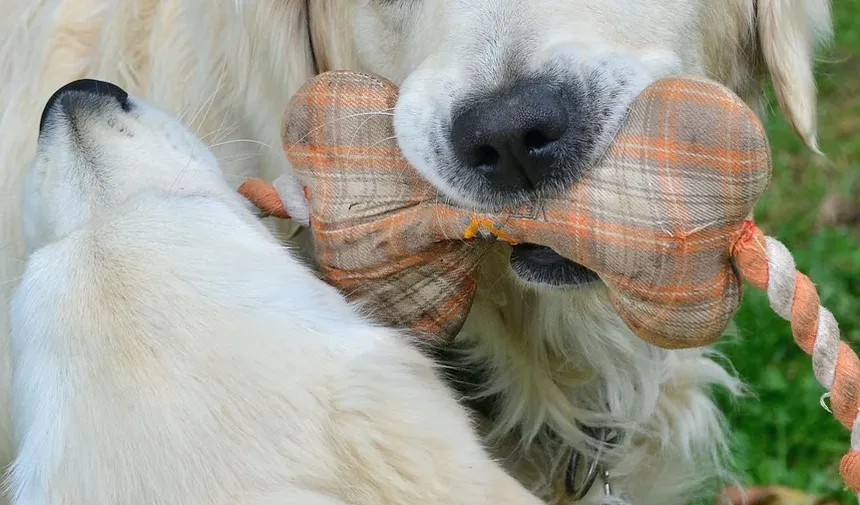 Problemas de Saúde em Cães Idosos: Compreendendo e Gerenciando Preocupações Comuns
