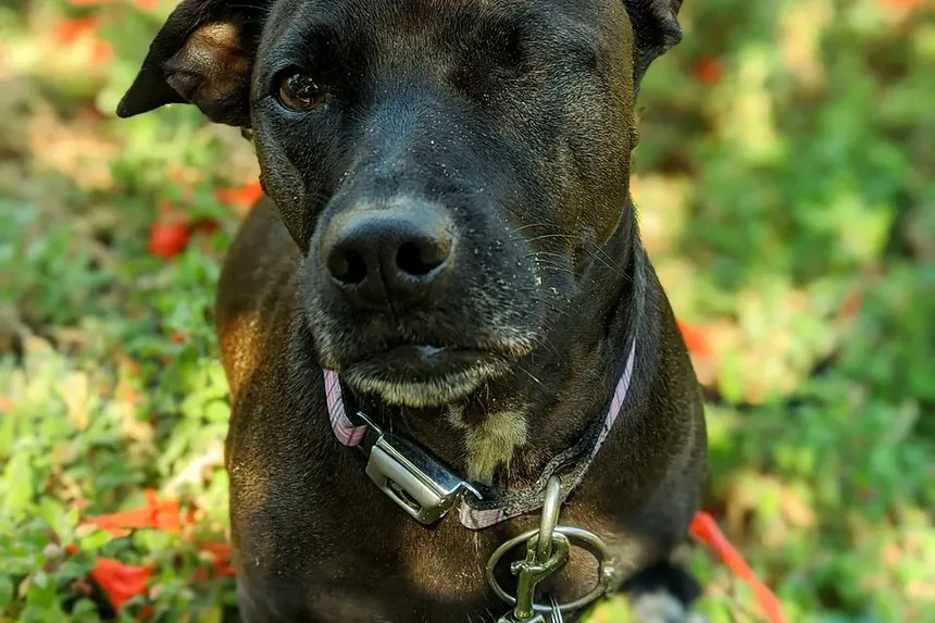 Problemas de Saúde em Cães Idosos: Compreendendo e Gerenciando Preocupações Comuns
