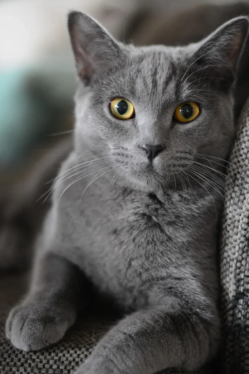 Remédios Caseiros para Feridas no Rosto de Gatos: Soluções Eficazes e Dicas de Cuidados
