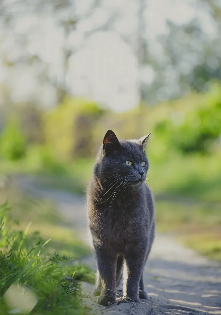 Remédios Caseiros para Feridas no Rosto de Gatos: Soluções Eficazes e Dicas de Cuidados