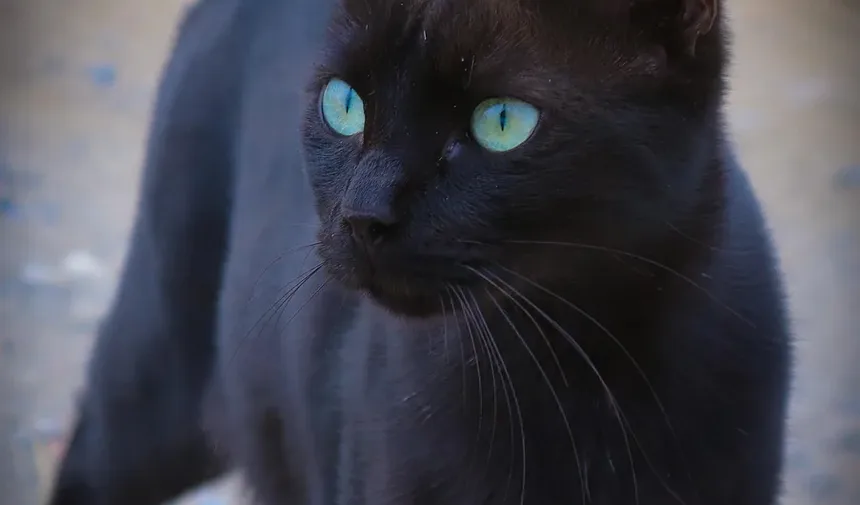 Remédios Caseiros para Feridas no Rosto de Gatos: Soluções Eficazes e Dicas de Cuidados