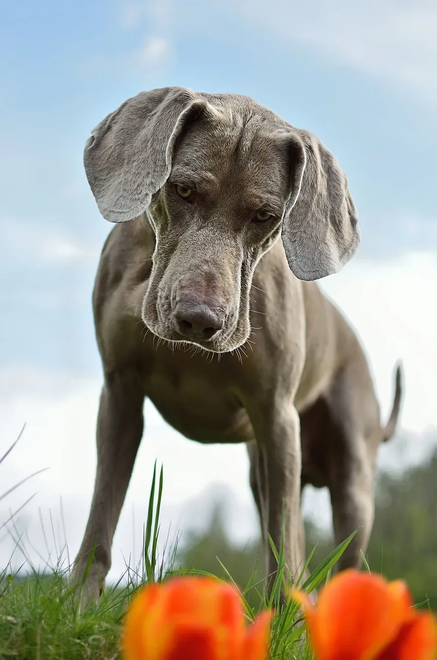 Quantos Dias Após as Vacinações do Cão Eles Podem Sair?