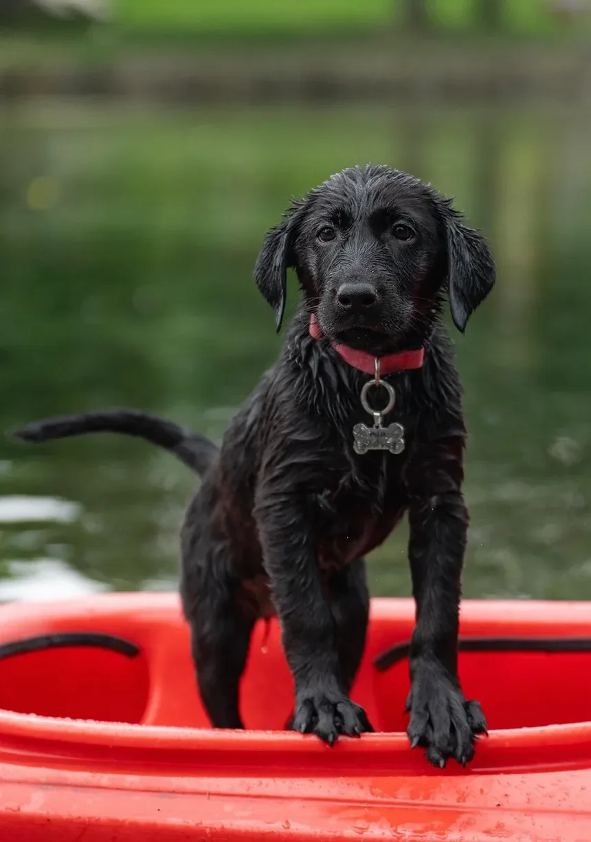 Quantos Dias Após as Vacinações do Cão Eles Podem Sair?