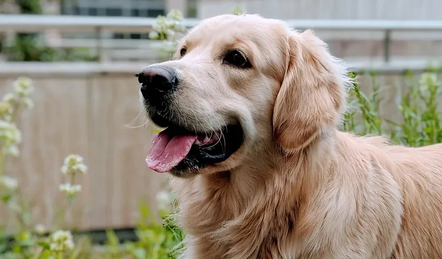 Quantos Dias Após as Vacinações do Cão Eles Podem Sair?