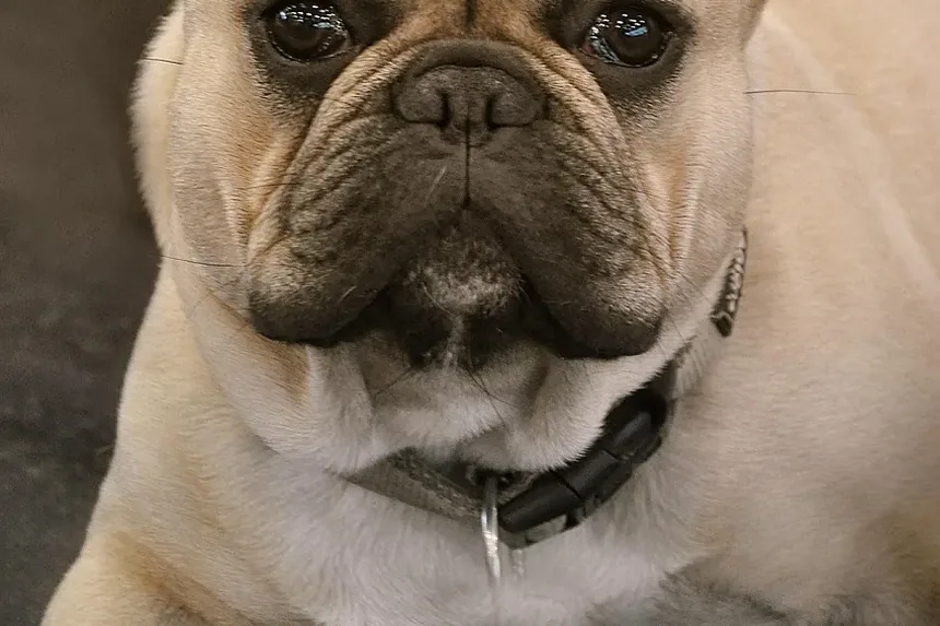 Quantos Dias Após as Vacinações do Cão Eles Podem Sair?