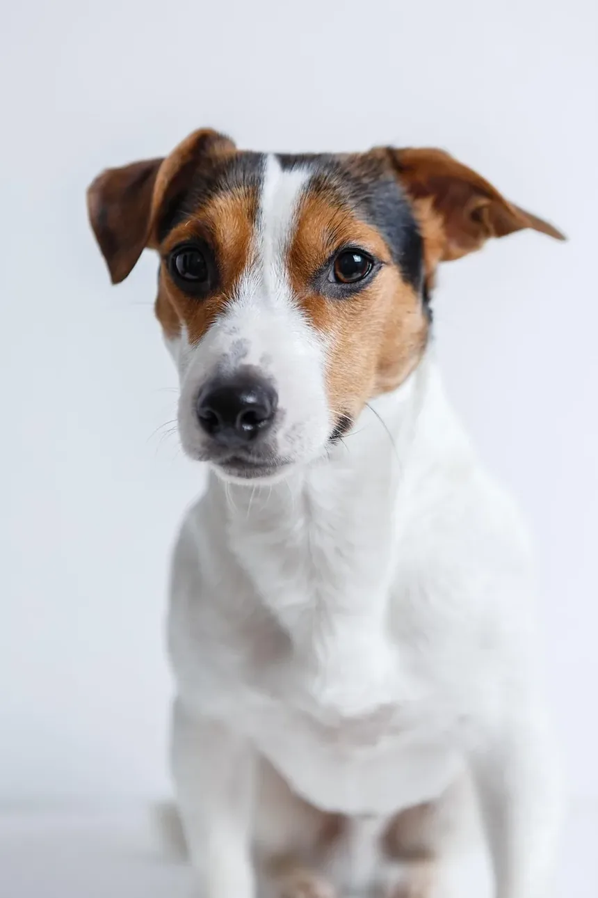 Com que frequência trocar a marca de ração do cachorro: um guia completo