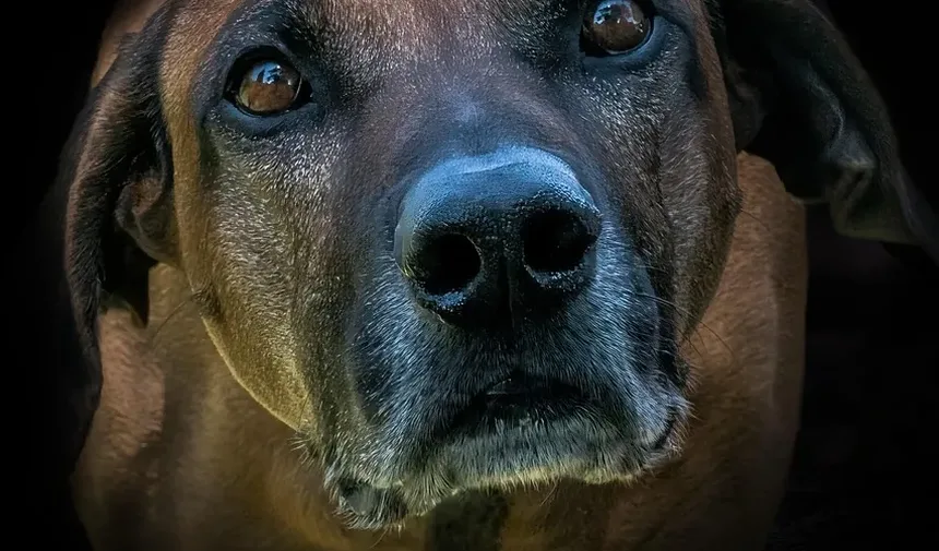 Com que frequência trocar a marca de ração do cachorro: um guia completo