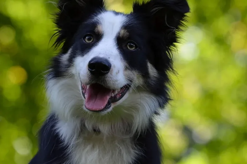 Com que frequência trocar a marca de ração do cachorro: um guia completo