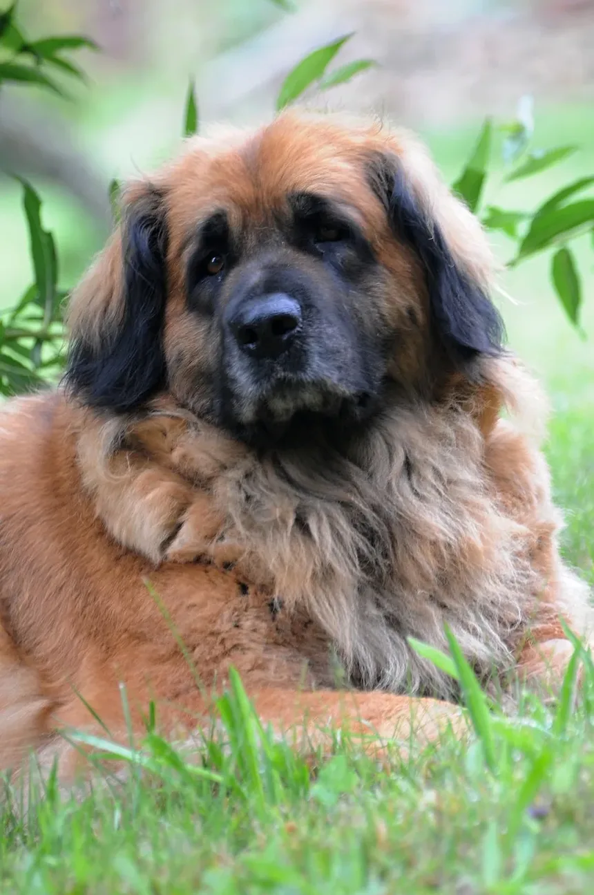 Como Acalmar um Cão Hiperativo Quando os Convidados Chegam
