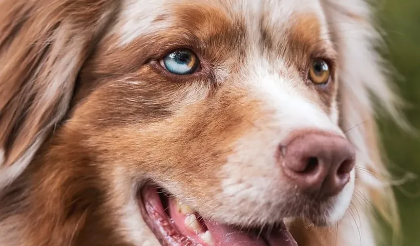 Como Acalmar um Cão Hiperativo Quando os Convidados Chegam