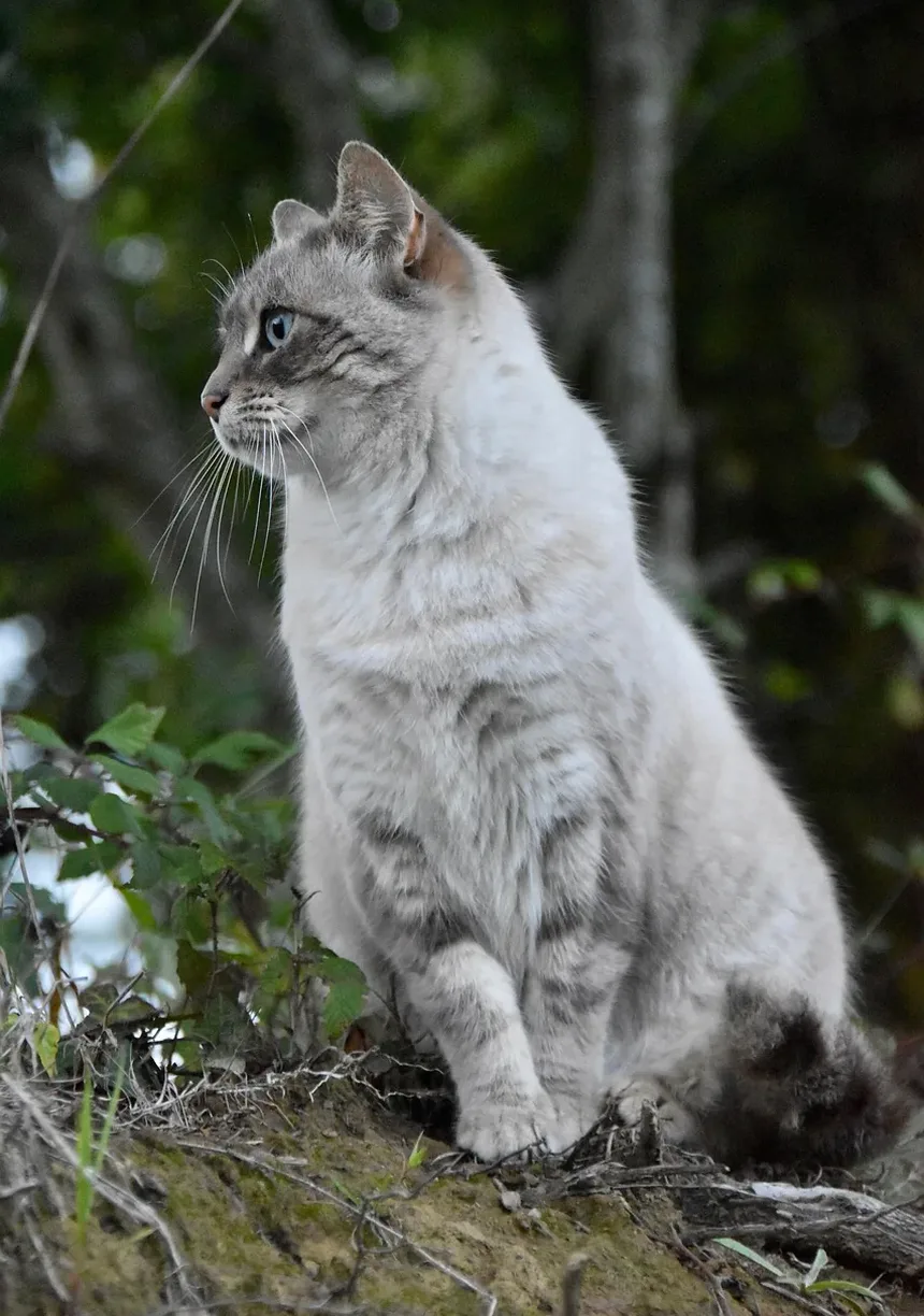 Como Proteger Gatos contra Carrapatos: Um Guia Completo