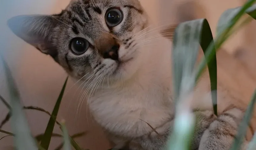 Como Proteger Gatos contra Carrapatos: Um Guia Completo