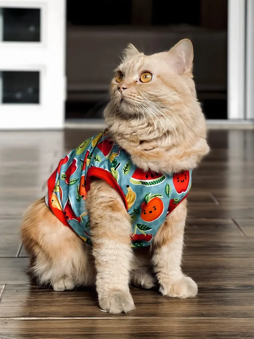 Como Socializar um Gatinho Novo: Um Guia Completo