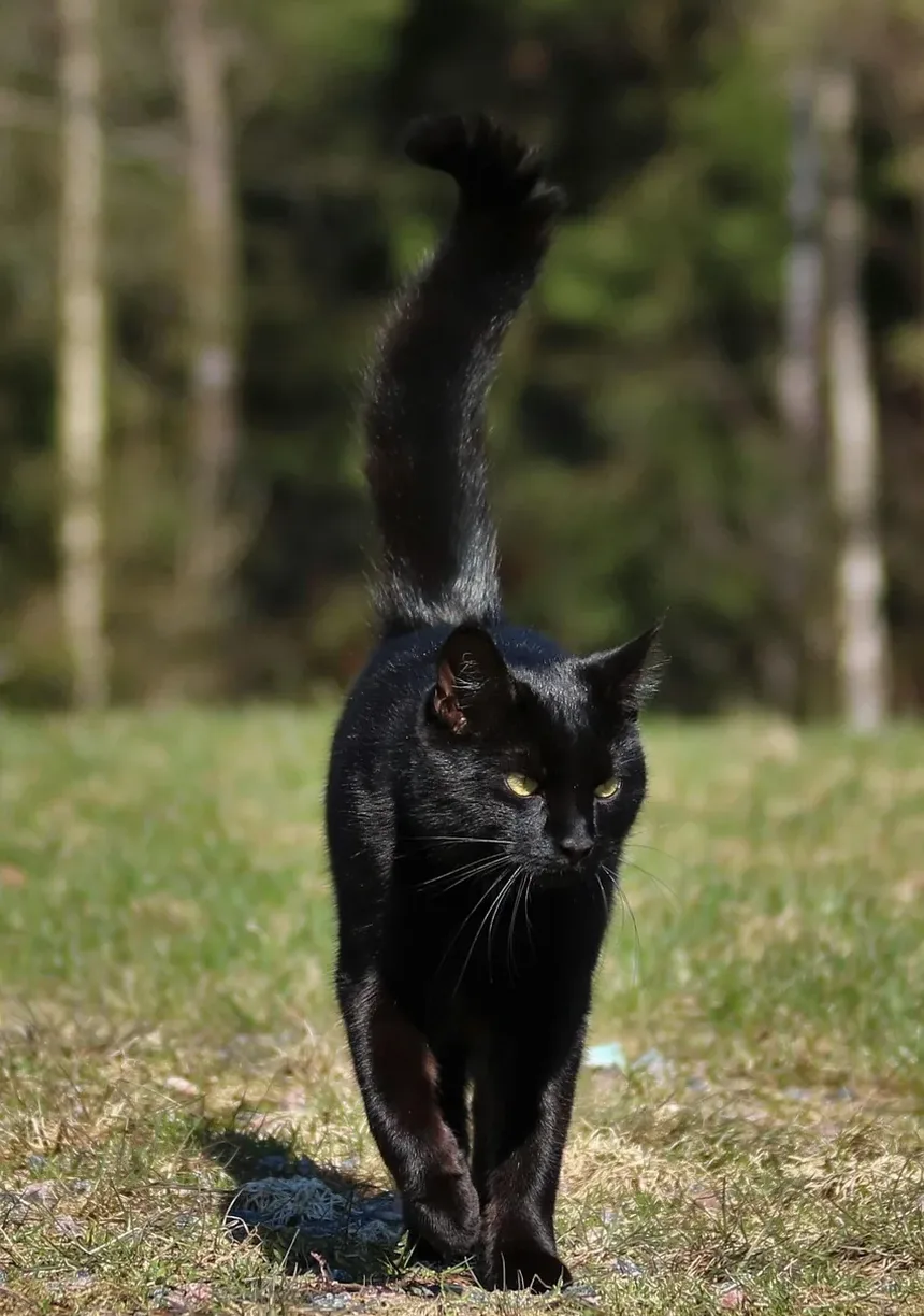 Como Socializar um Gatinho Novo: Um Guia Completo