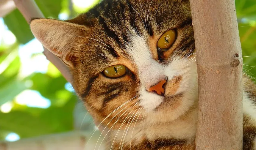 Como Socializar um Gatinho Novo: Um Guia Completo