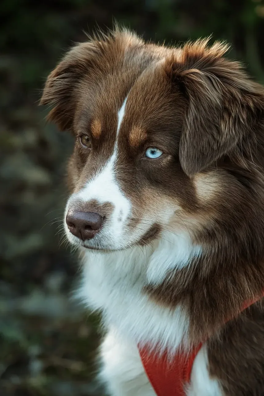Como Fazer a Transição entre Marcas de Ração para Cães: Um Guia Completo