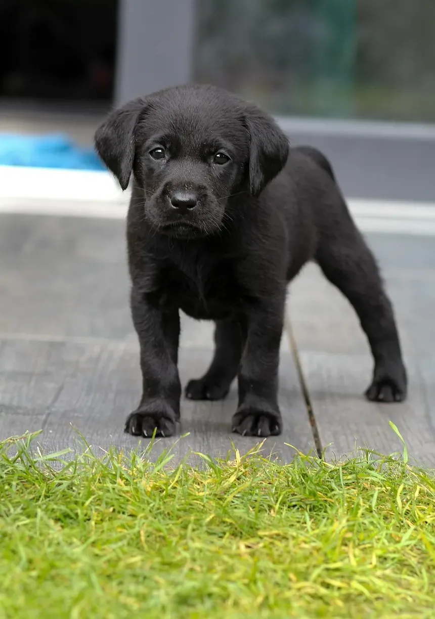 Como Fazer a Transição entre Marcas de Ração para Cães: Um Guia Completo