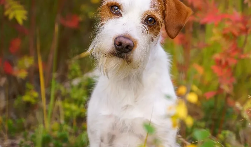 Como Fazer a Transição entre Marcas de Ração para Cães: Um Guia Completo