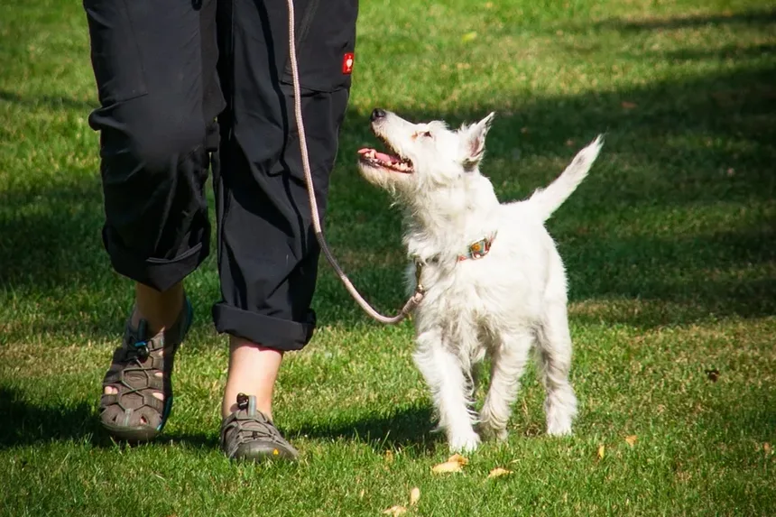 Como Fazer a Transição entre Marcas de Ração para Cães: Um Guia Completo
