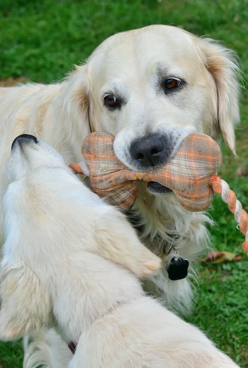 Produtos Naturais para Higiene de Cães: Um Guia Completo