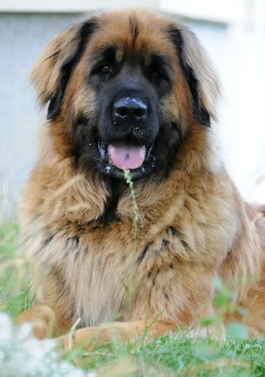 Produtos Naturais para Higiene de Cães: Um Guia Completo