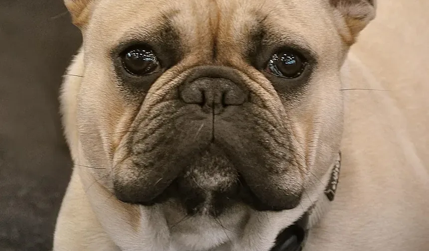 Produtos Naturais para Higiene de Cães: Um Guia Completo