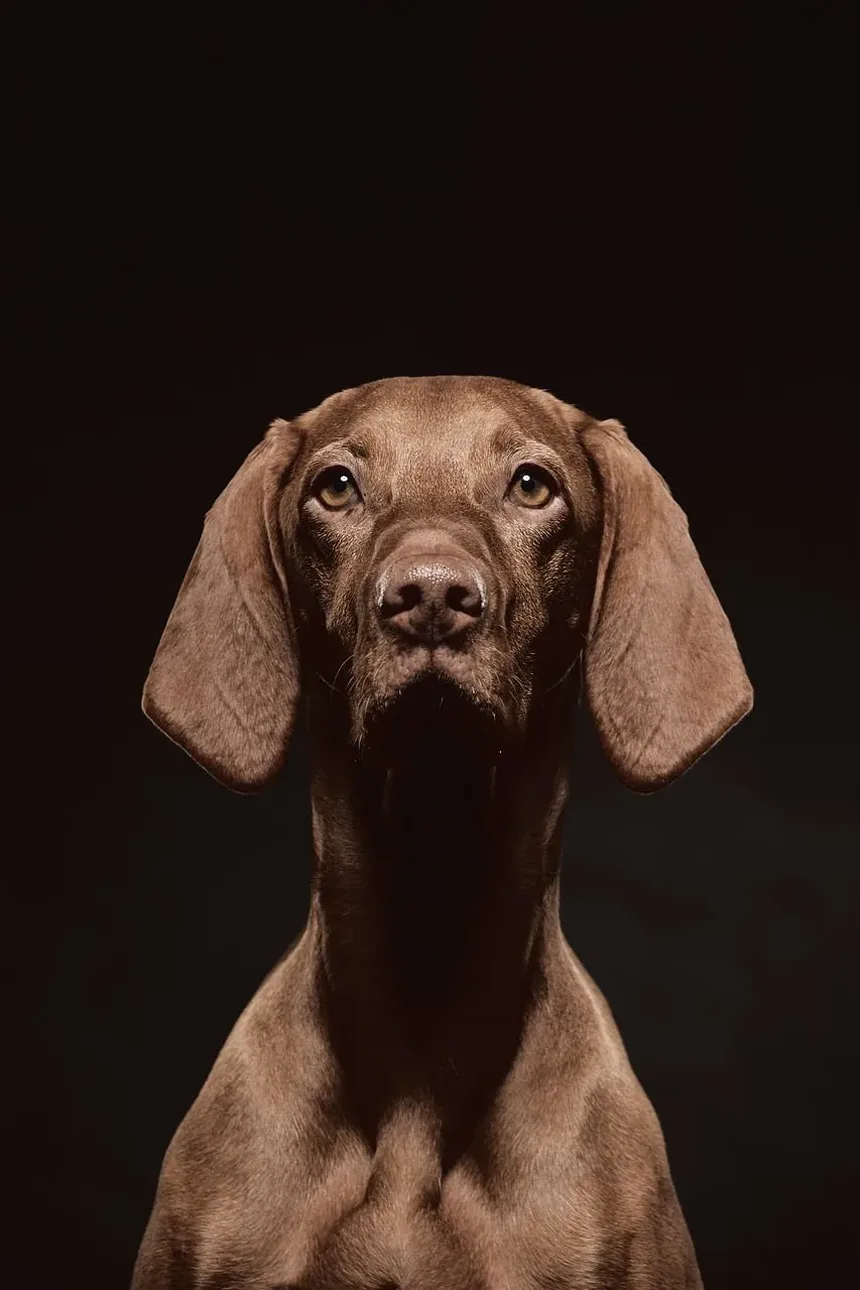 Coisas Naturais para Lavar Cães: Um Guia Completo