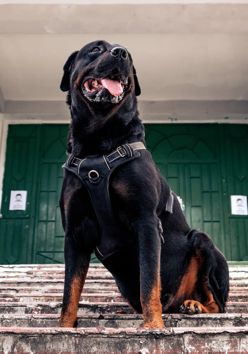 Coisas Naturais para Lavar Cães: Um Guia Completo
