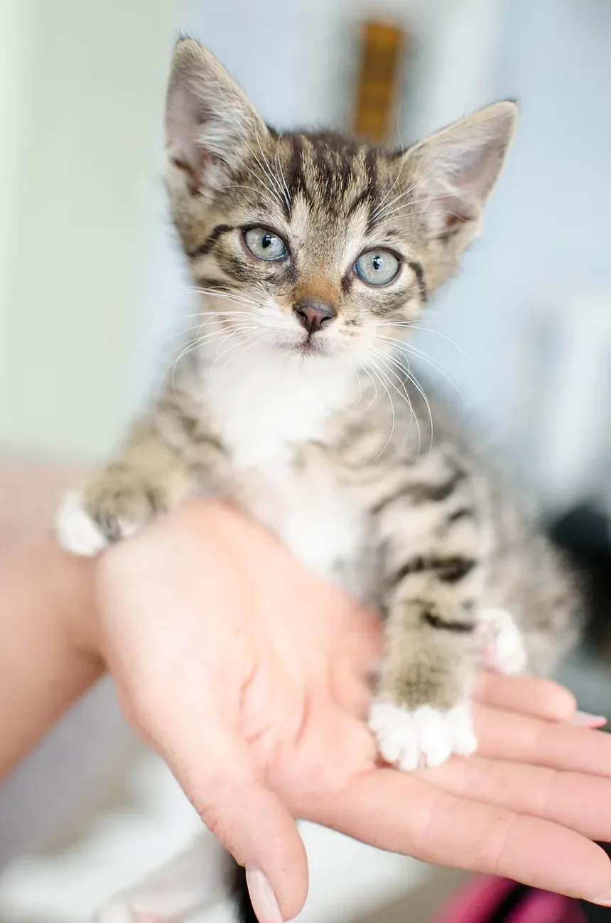 Sinais de que um Gato Engasgou até a Morte: Compreendendo os Indicadores