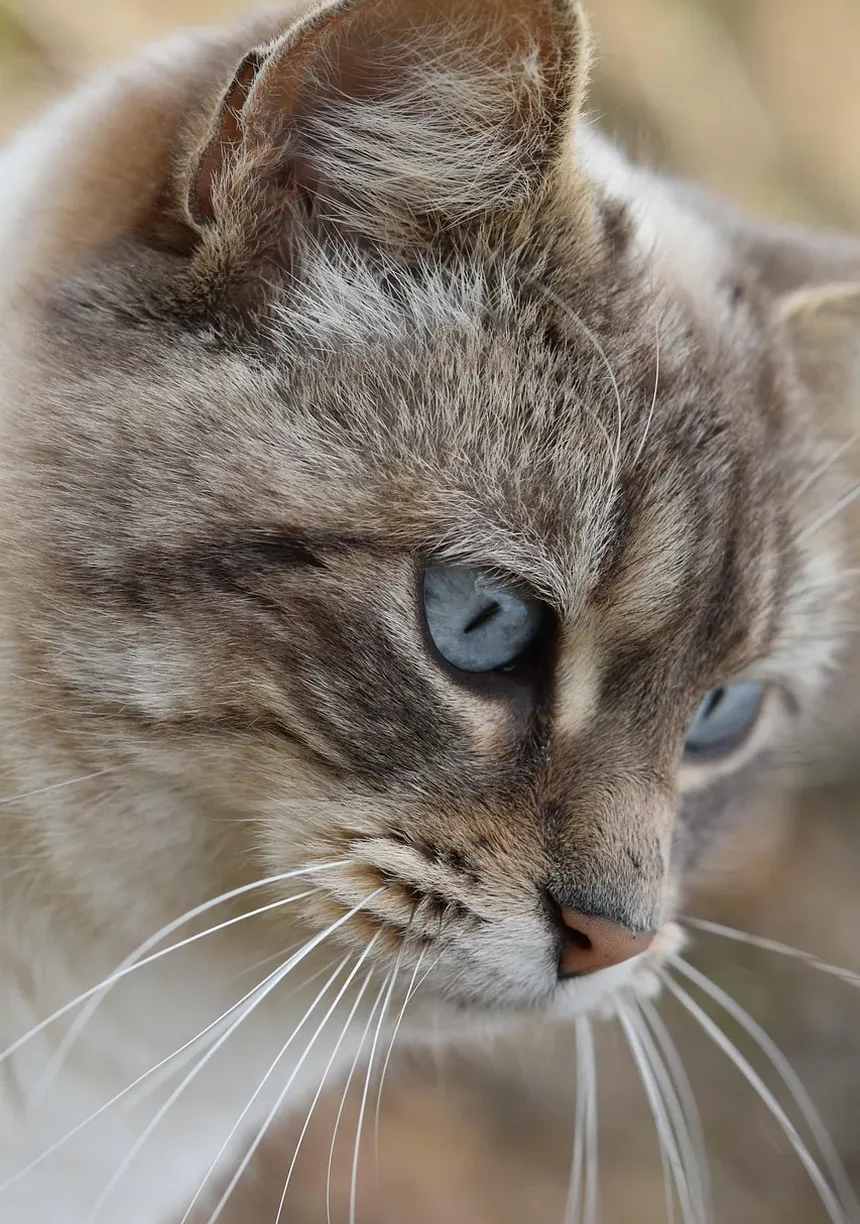 Sinais de que um Gato Engasgou até a Morte: Compreendendo os Indicadores