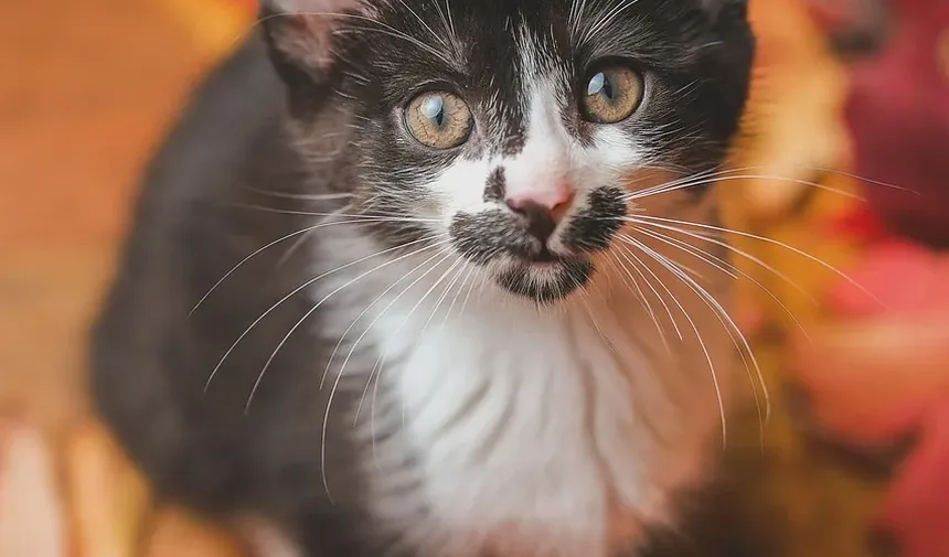 Sinais de que um Gato Engasgou até a Morte: Compreendendo os Indicadores
