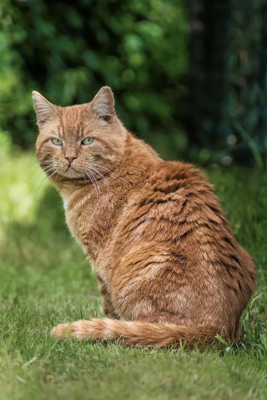 Sinais e Sintomas de Parasitas em Gatos