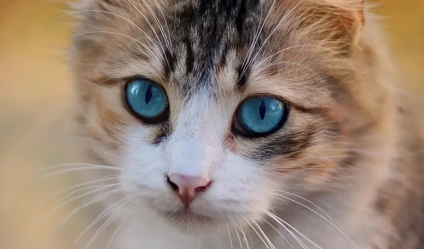 Sinais e Sintomas de Parasitas em Gatos