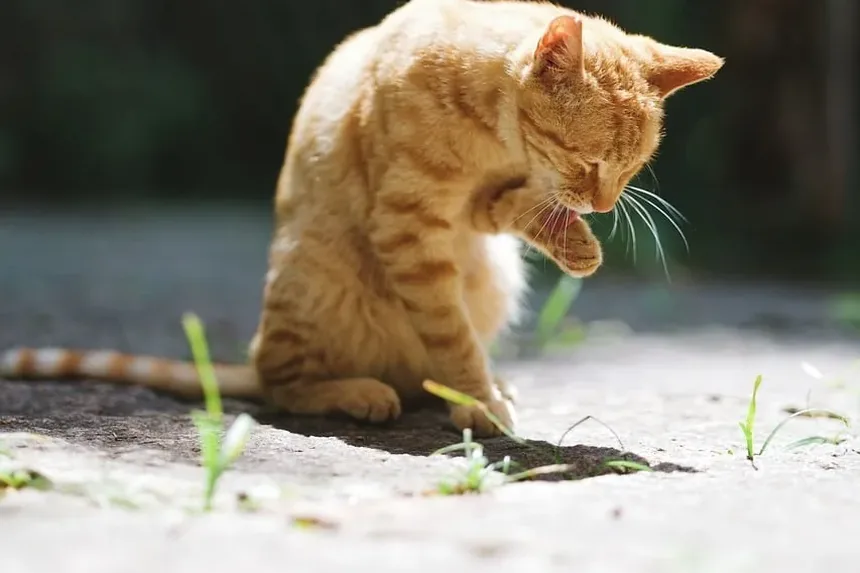 Sinais e Sintomas de Parasitas em Gatos