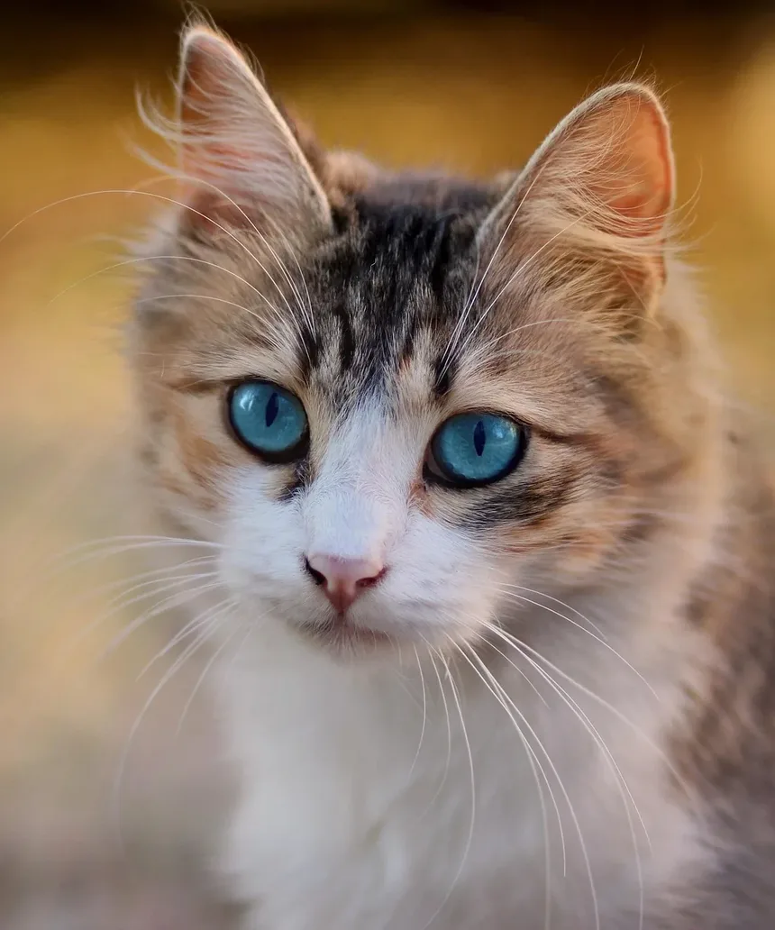 Como é Quando um Gato Está Engasgando?