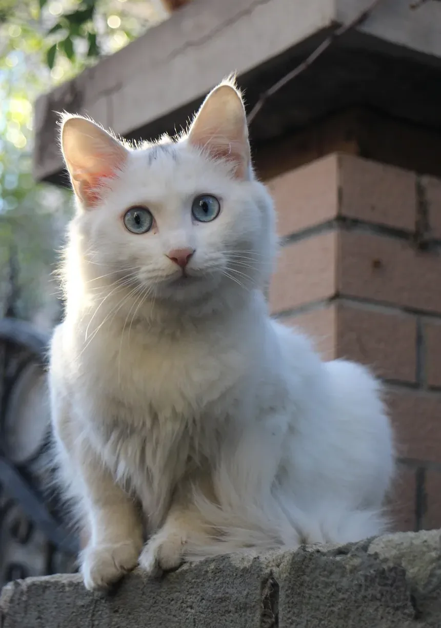 Como é Quando um Gato Está Engasgando?