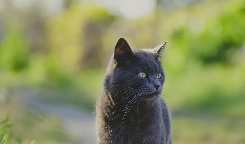 Como é Quando um Gato Está Engasgando?