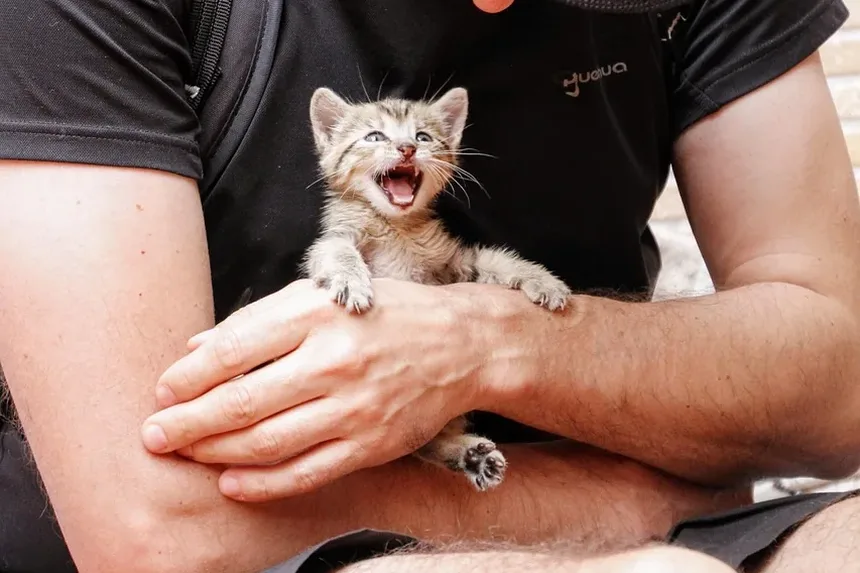Como é Quando um Gato Está Engasgando?
