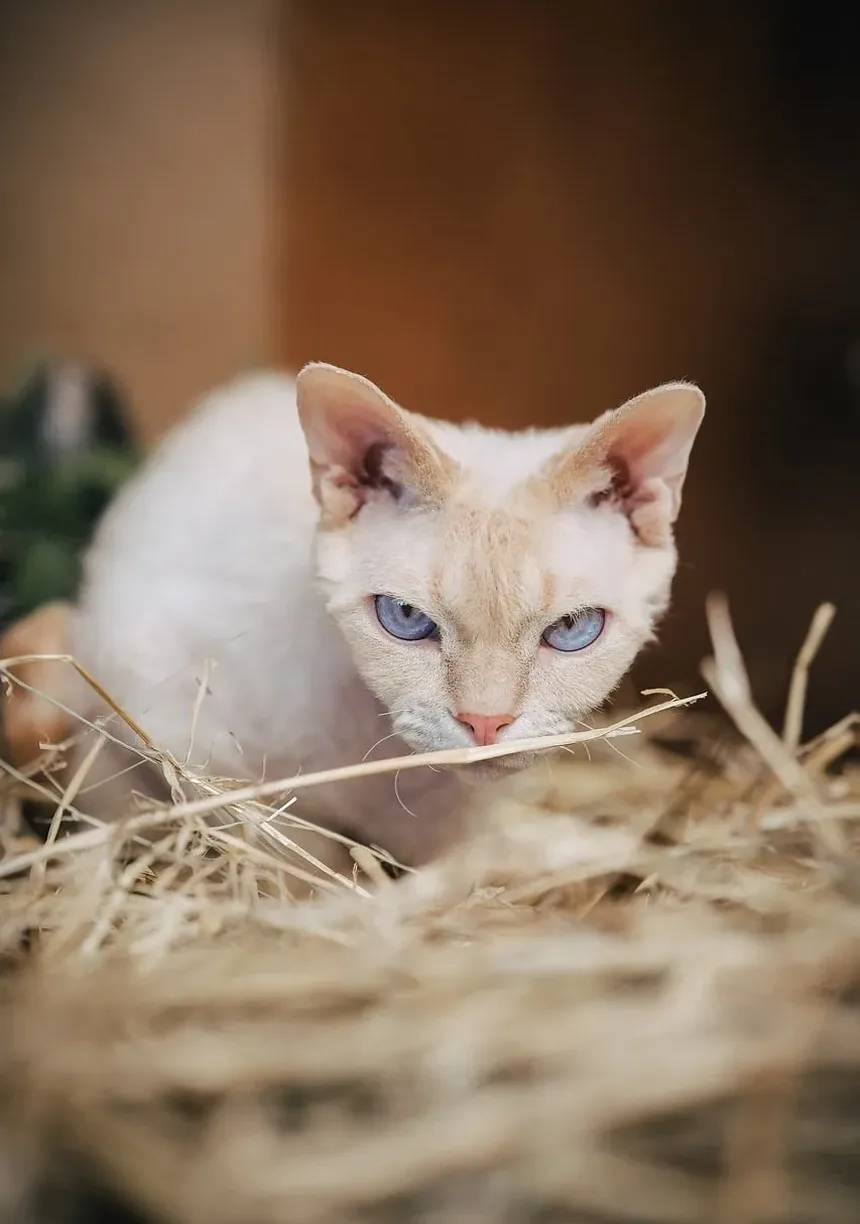 Quais Vacinas os Gatos de Apartamento Precisam?