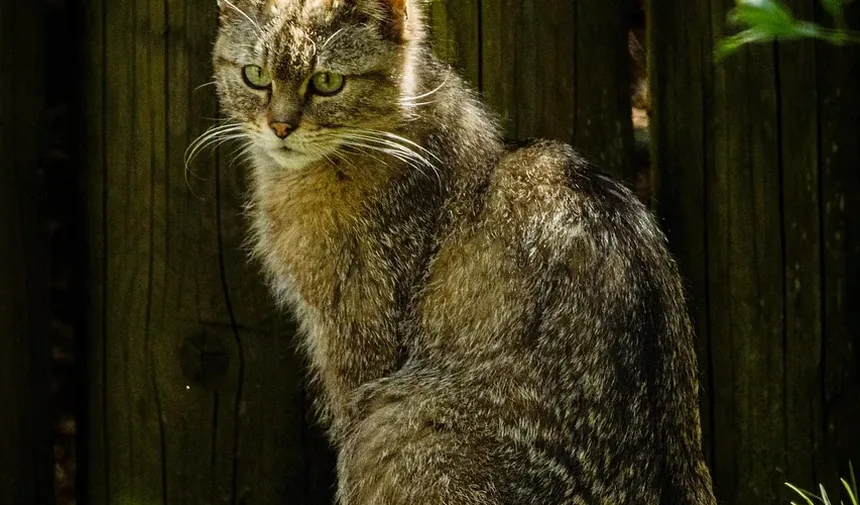 Quais Vacinas os Gatos de Apartamento Precisam?