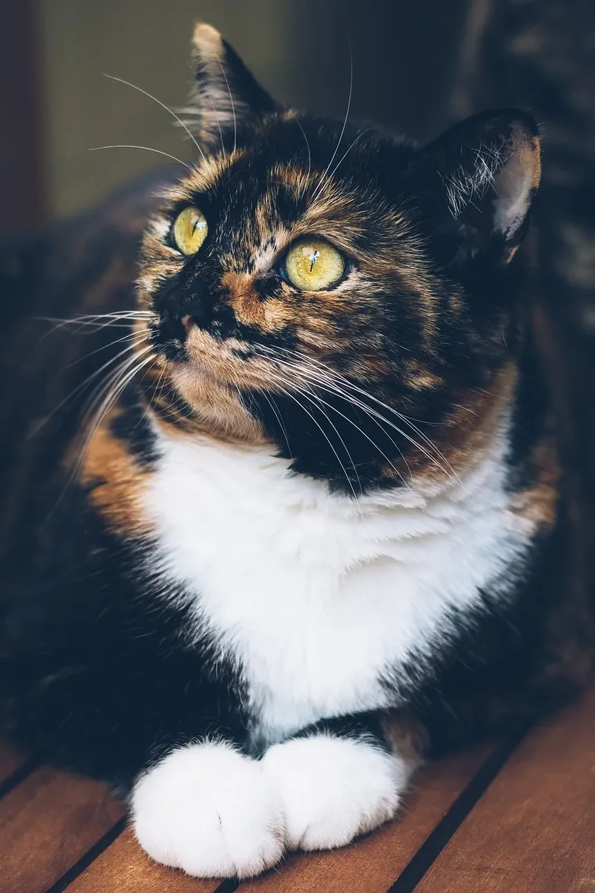 O Que Alimentar um Gato Exigente: Um Guia Completo
