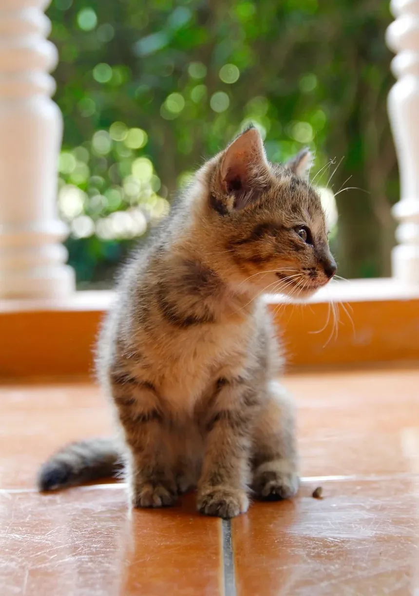 O Que Alimentar um Gato Exigente: Um Guia Completo